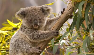 Australia Vows New Plan to Stop Extinction Crisis